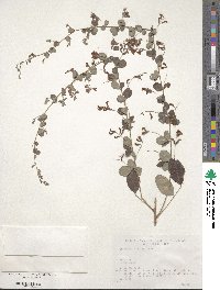 Lespedeza bicolor image