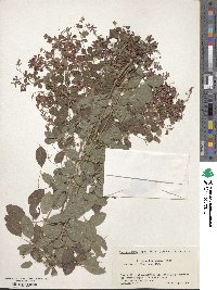 Lespedeza bicolor image