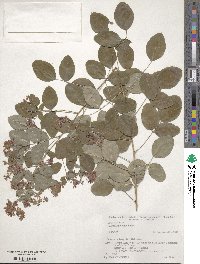 Lespedeza bicolor image