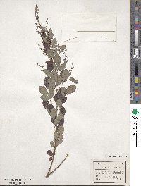 Lespedeza bicolor image