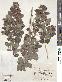 Lespedeza bicolor image