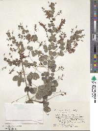 Lespedeza bicolor image