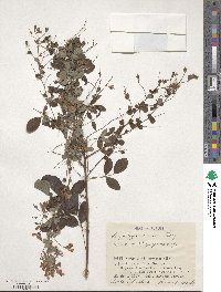 Lespedeza bicolor image