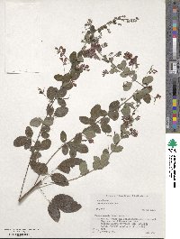 Lespedeza bicolor image