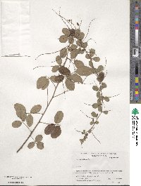 Lespedeza bicolor image