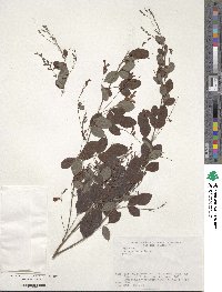 Lespedeza bicolor image