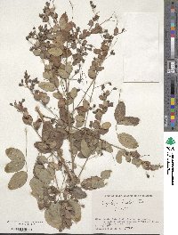 Lespedeza bicolor image