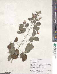 Lespedeza bicolor image