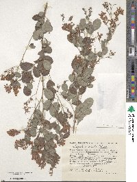 Lespedeza bicolor image