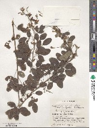 Lespedeza bicolor image