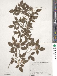 Lespedeza buergeri image