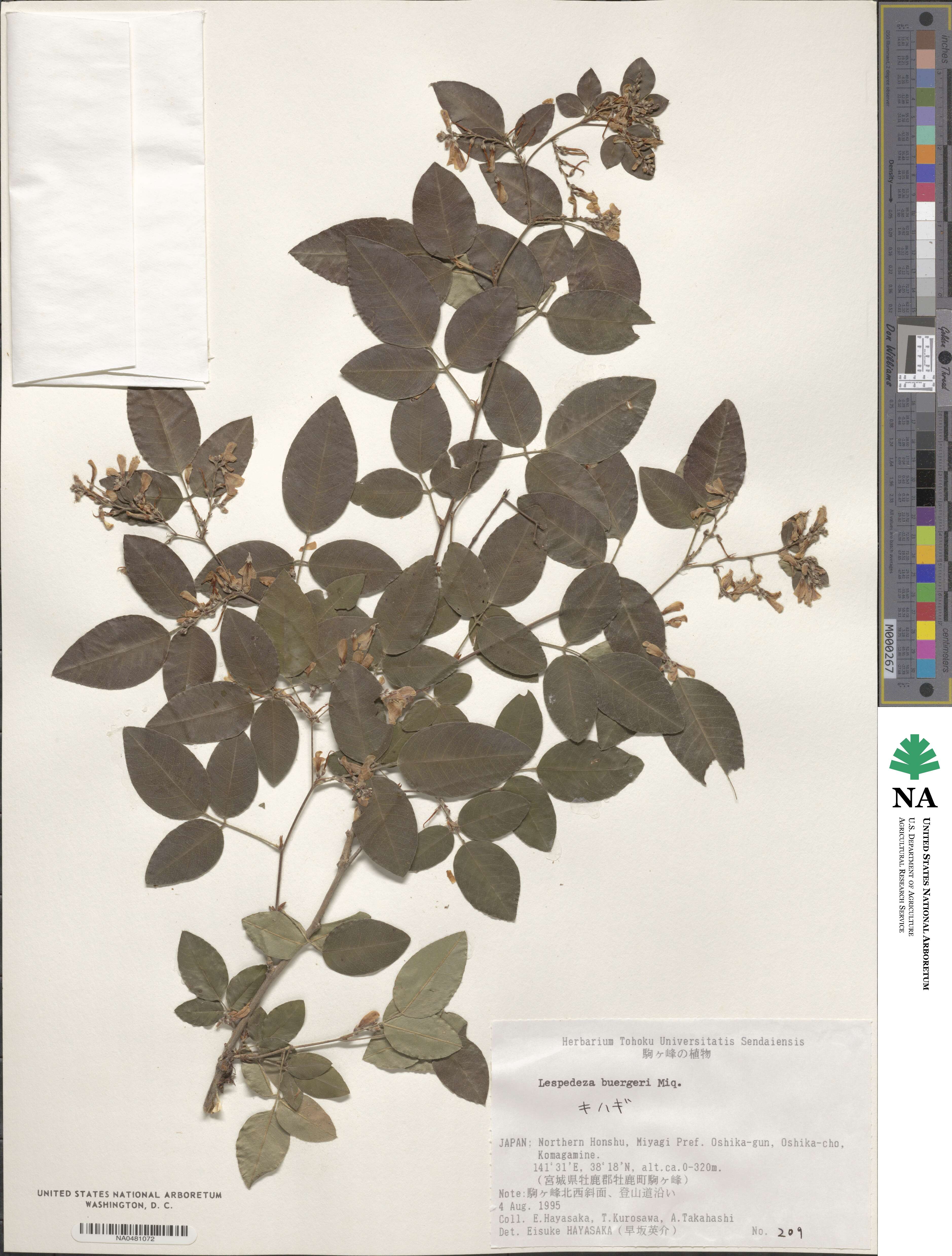 Lespedeza buergeri image