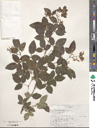 Lespedeza buergeri image