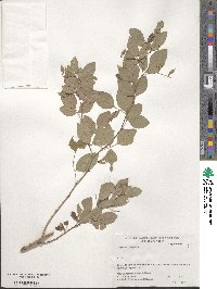 Lespedeza buergeri image