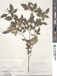 Lespedeza buergeri image