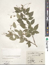 Lespedeza buergeri image