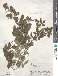 Lespedeza buergeri image