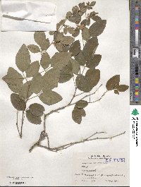 Lespedeza buergeri image