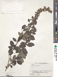 Lespedeza cyrtobotrya image