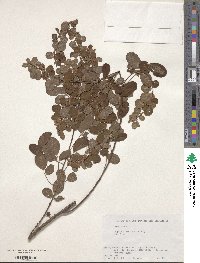 Lespedeza cyrtobotrya image