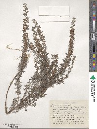 Lespedeza cuneata image