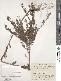 Lespedeza cuneata image