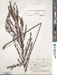 Lespedeza cuneata image