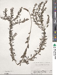 Lespedeza cuneata image