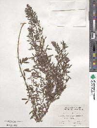 Lespedeza cuneata image