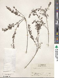 Lespedeza cuneata image