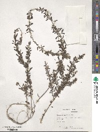 Lespedeza cuneata image