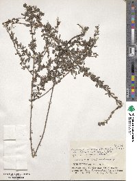 Lespedeza cuneata image