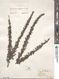 Lespedeza cuneata image