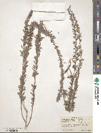 Lespedeza cuneata image