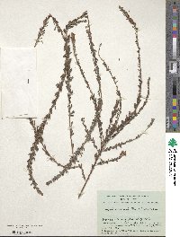 Lespedeza cuneata image