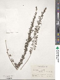 Lespedeza cuneata image