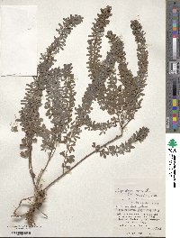 Lespedeza cuneata image