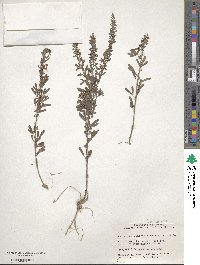 Lespedeza cuneata image