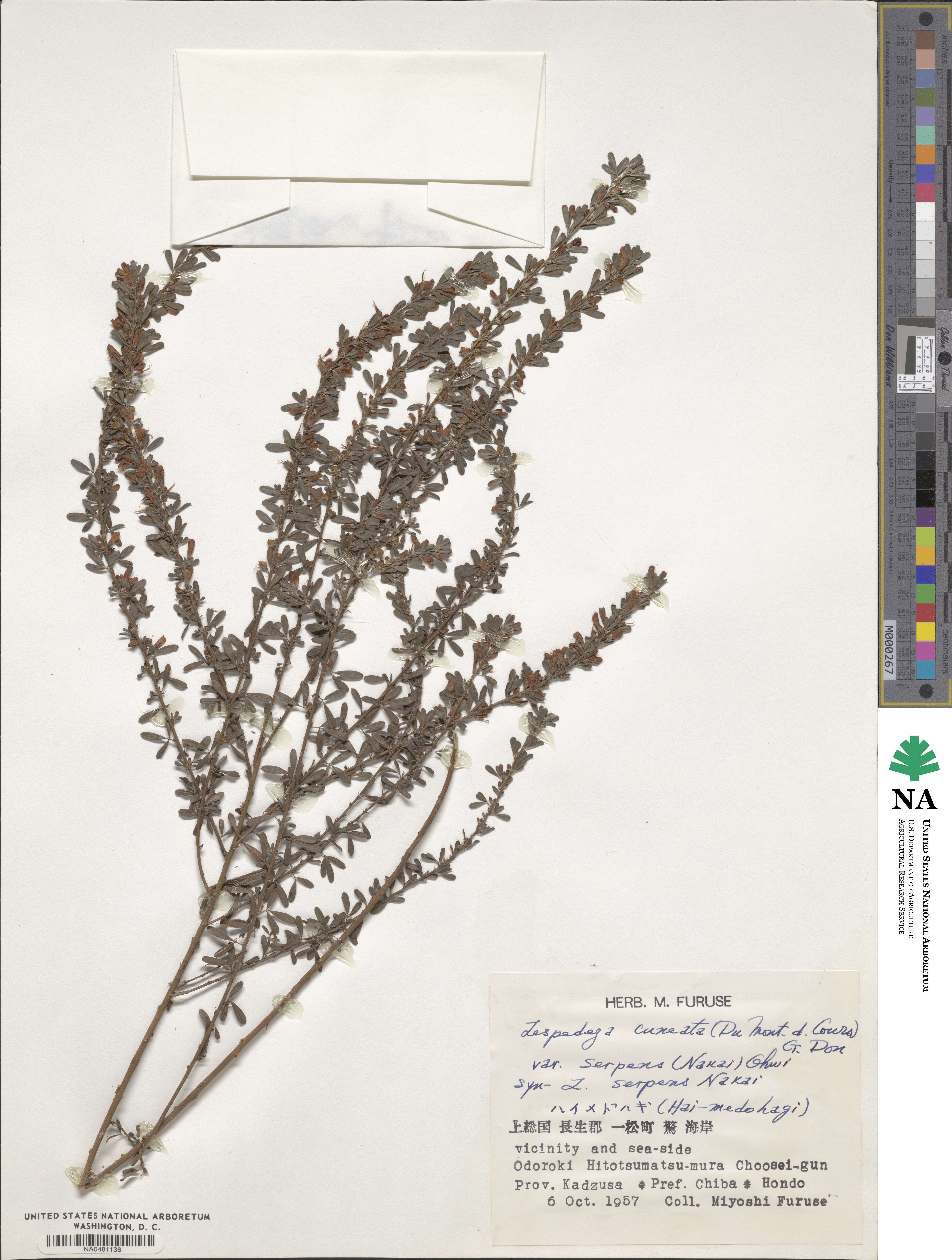 Lespedeza cuneata var. serpens image