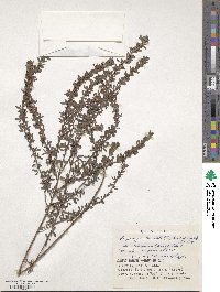 Lespedeza cuneata image