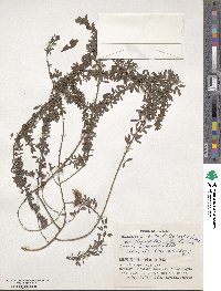 Lespedeza cuneata var. serpens image