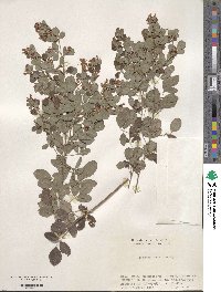 Lespedeza cyrtobotrya image