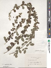 Lespedeza cyrtobotrya image