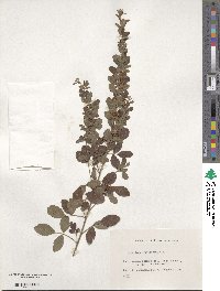 Lespedeza cyrtobotrya image