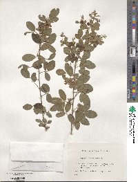 Lespedeza cyrtobotrya image