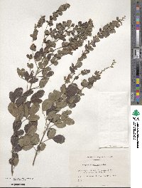 Lespedeza cyrtobotrya image