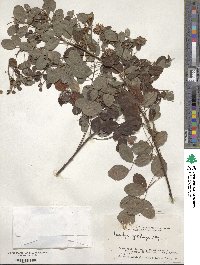 Lespedeza cyrtobotrya image