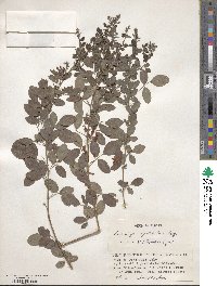 Lespedeza cyrtobotrya image