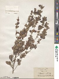 Lespedeza cyrtobotrya image