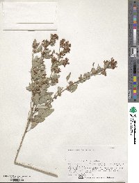 Lespedeza daurica image